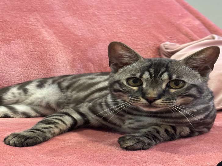 Milo, mâle Bengal black silver LOOF disponible pour saillie