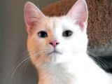chat blanc yeux clairs