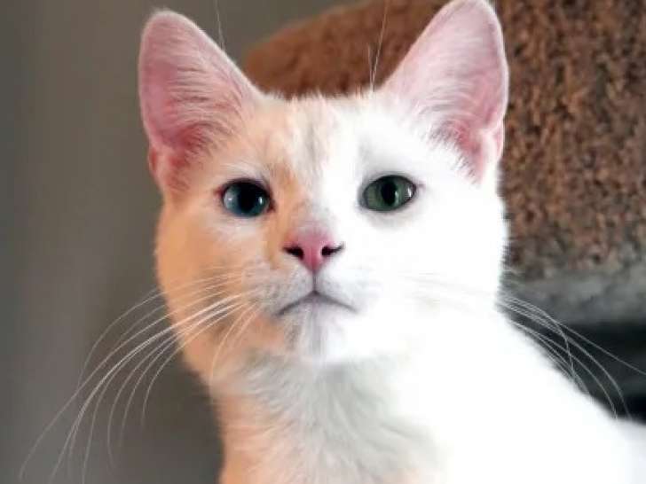 chat blanc yeux clairs