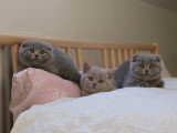 Les deux chatons de droite (Aria et Aehtra, de droite à gauche)