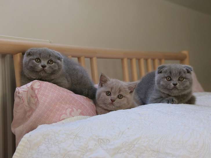 Les deux chatons de droite (Aria et Aehtra, de droite à gauche)