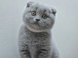 Aria (Scottish Fold bleu)