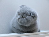 Aria (Scottish Fold bleu)