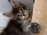 Chatons Maine Coon LOOF à vendre