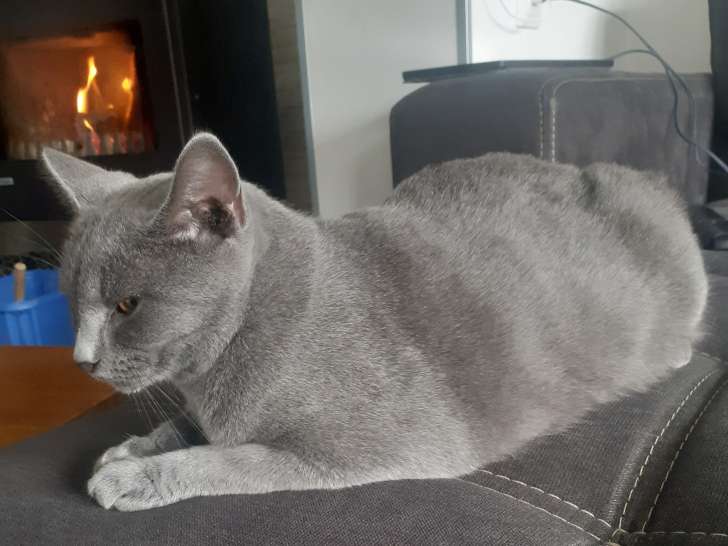 Femelle Chartreux à vendre