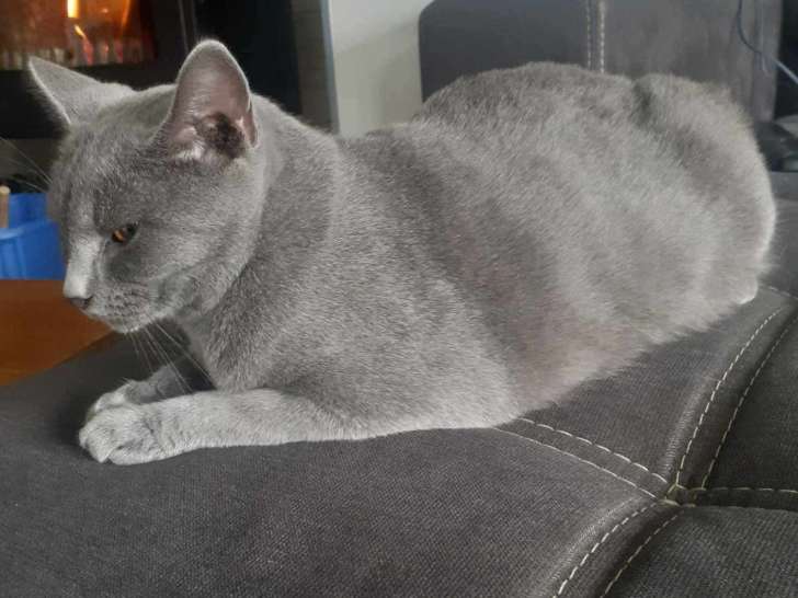 Femelle Chartreux don