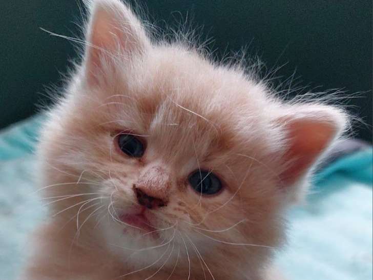 Chatons à donner