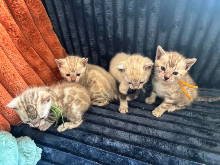 Chatons Bengal LOOF à vendre
