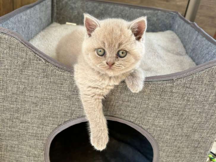 Chatons British shorthair fawn LOOF à réserver