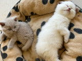 Chatons British shorthair fawn LOOF à réserver