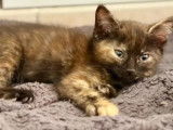 Adoption disponible : chaton femelle de 2 mois