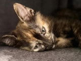 À adopter, chatonne âgée de 2 mois