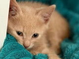 Disponible à l’adoption, chaton mâle roux