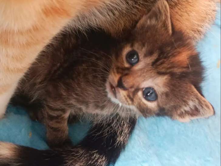En attente d’adoption : chatonne d’un mois