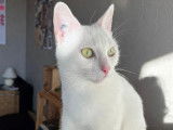 Prête pour l’adoption, chatte de 2 ans