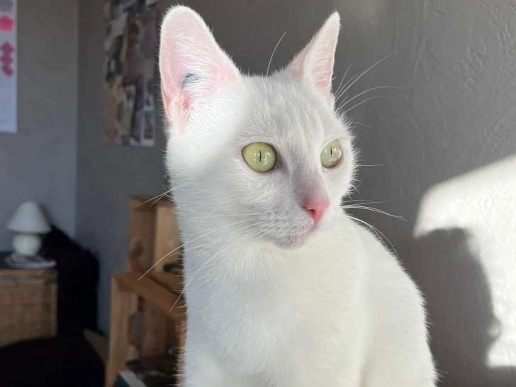 Prête pour l’adoption, chatte de 2 ans