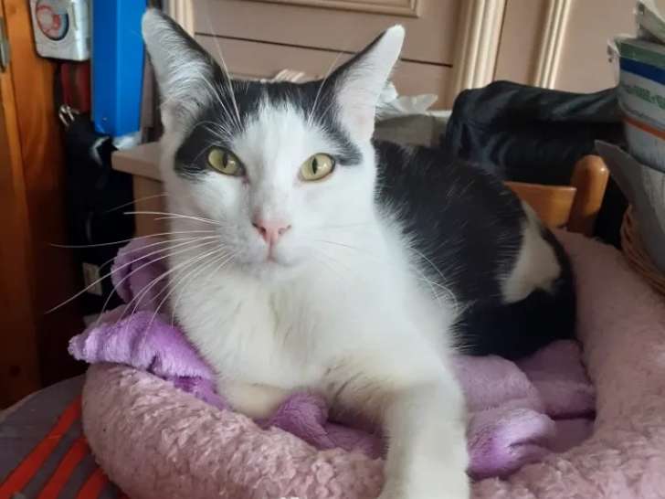 À accueillir, chat d’un an