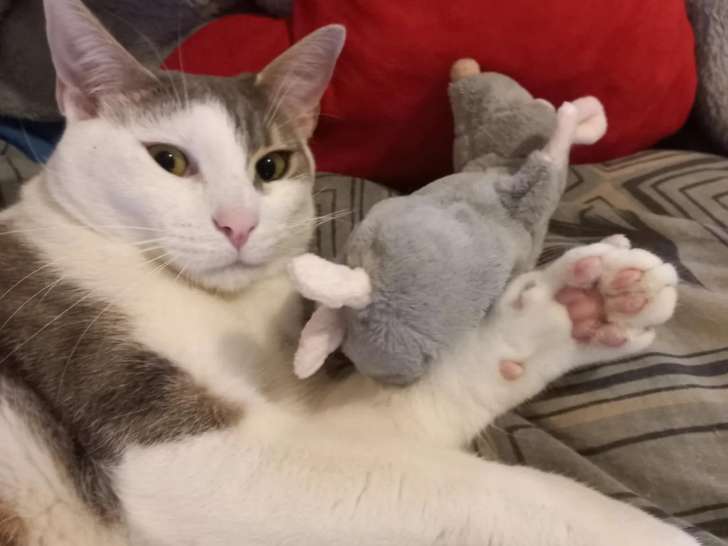 En quête d’un foyer, chatte tigrée blanche