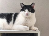 Adoption disponible : chat de 3 ans