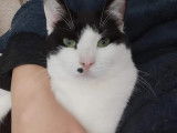 Adoption disponible : chat de 3 ans