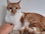 À la recherche d’une famille, chat roux et blanc