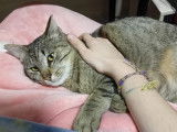 À adopter : chat au pelage tigré