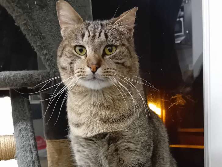 À adopter : chat au pelage tigré