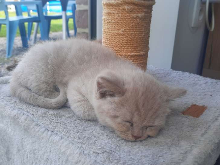Alberto Lilac shorthair