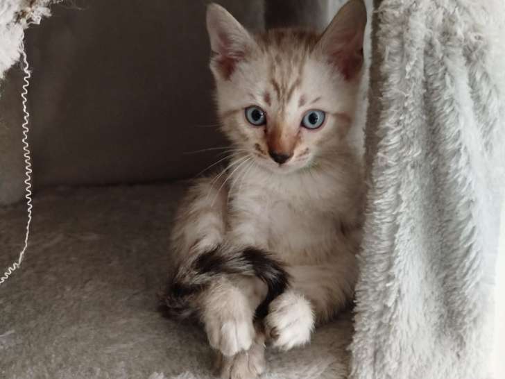 Chatons Bengal à vendre