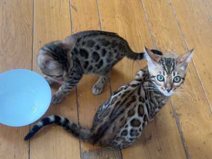 Chatons Bengal à vendre