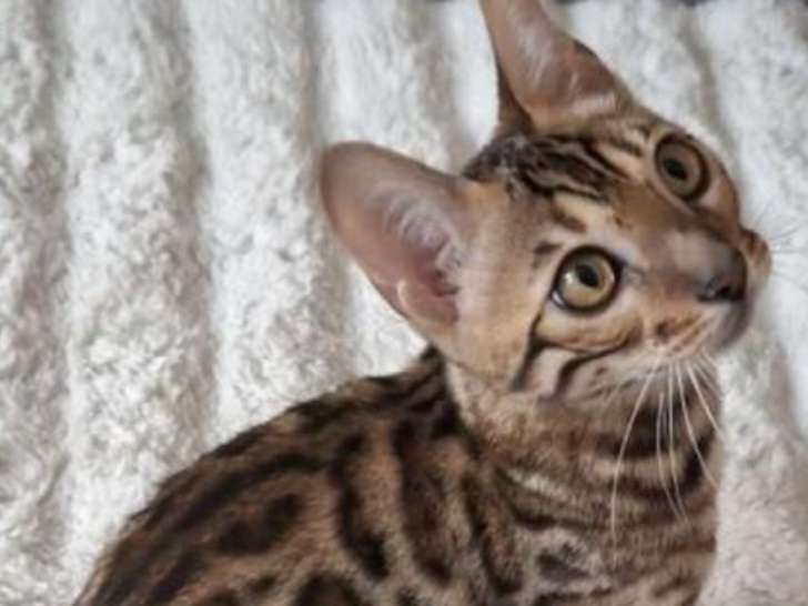 Chatons Bengal à vendre