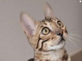 Chatons Bengal à vendre