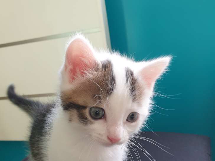 Chatons mâles à donner