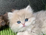 2 superbes chatons British Longhair LOOF à vendre