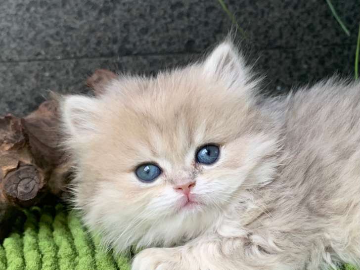 2 superbes chatons British Longhair LOOF à vendre