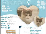 Adoption disponible : chatte de 2 ans