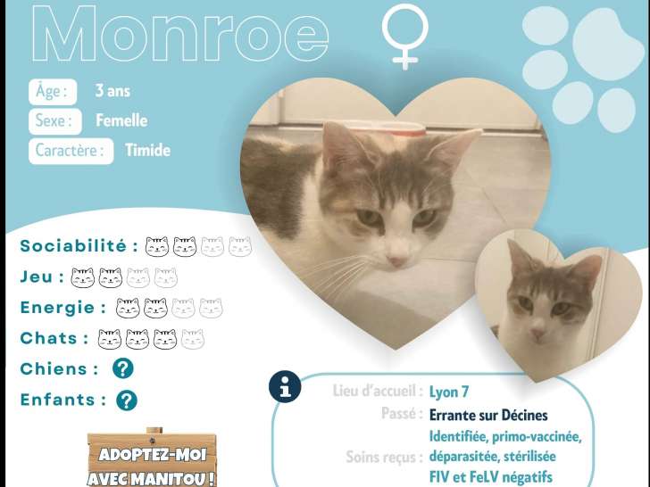 Adoption disponible : chatte de 2 ans