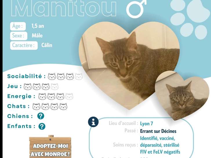 Chat tigré à la recherche d’une famille