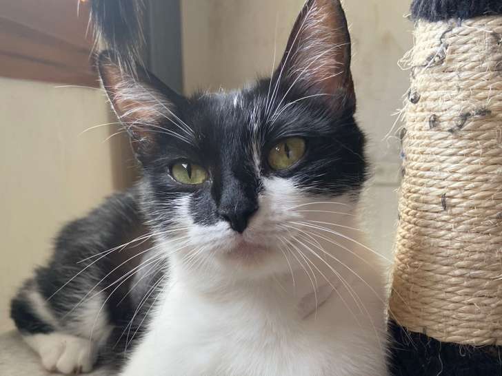 À adopter, chatte noire et blanche