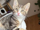 Disponible à l'adoption, chatonne tigrée blanche