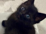 En attente d’une famille, chaton mâle noir