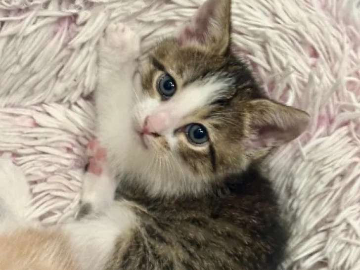 À accueillir, chaton mâle tigré blanc