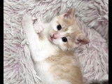 Adoption disponible : chaton mâle beige