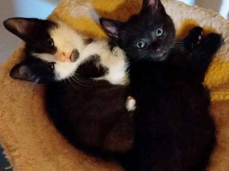 À la recherche d'un foyer, 2 chatons mâles d'un mois