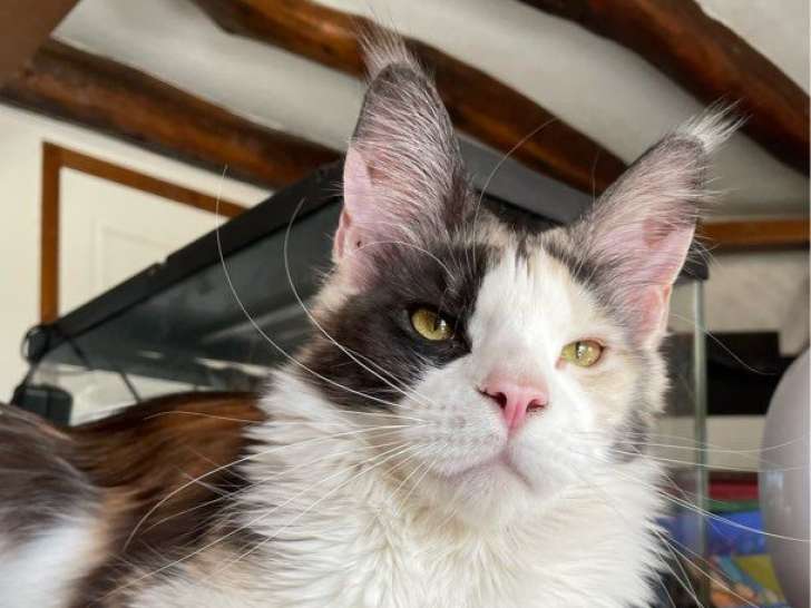 Superbe jeune femelle Maine Coon LOOF à vendre