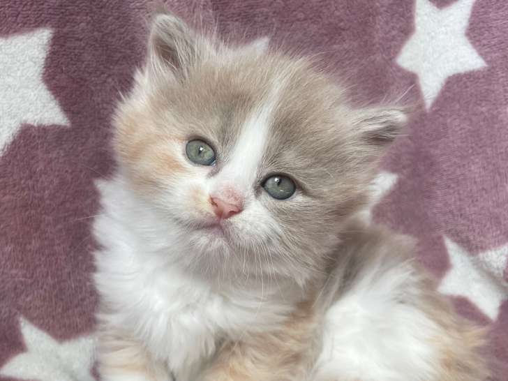 Agatha
