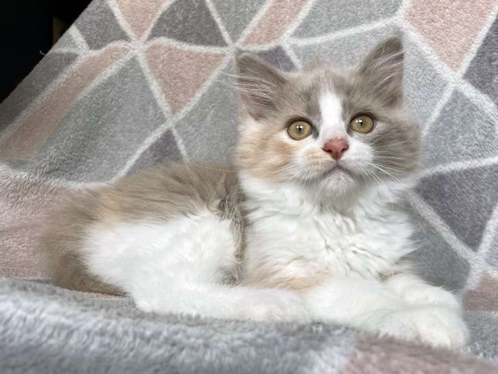 Agatha (disponible)