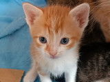 En attente d'adoption : chaton mâle roux et blanc