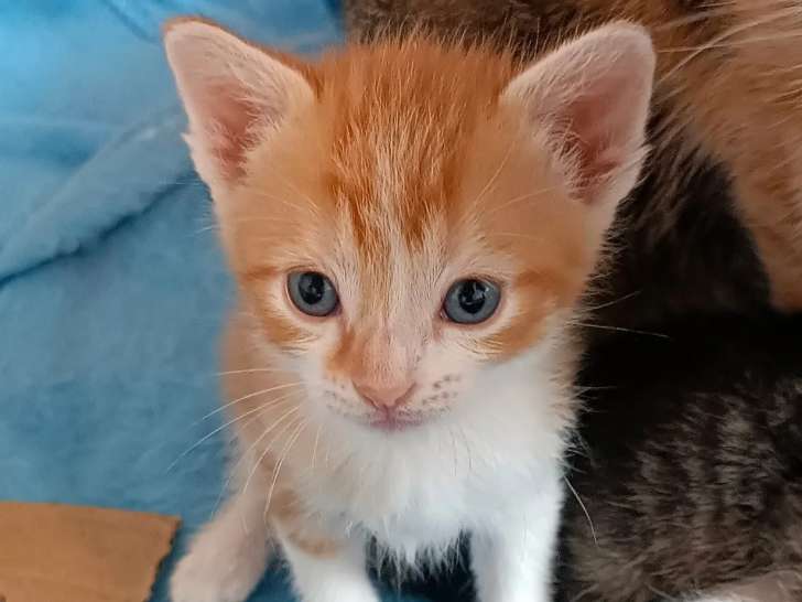 En attente d'adoption : chaton mâle roux et blanc