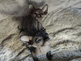Chatons Sphynx disponibles